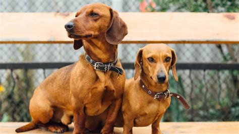 Sizing Up The 4 Different Dachshund Types: How Big Do They Get ...