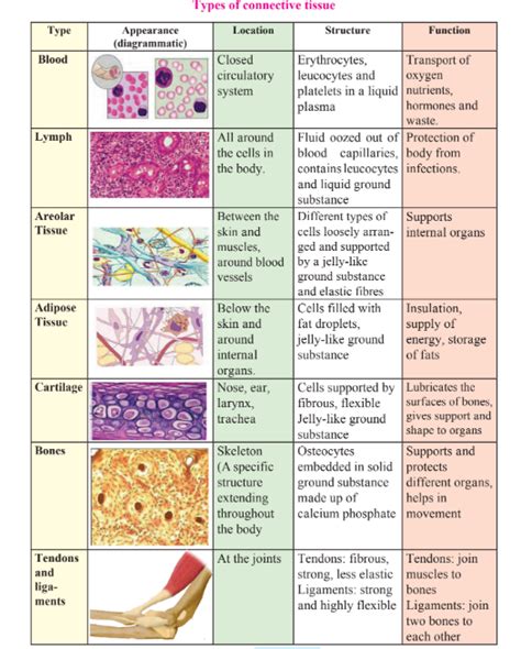 Write the structure and function of the following connective tissues:a ...