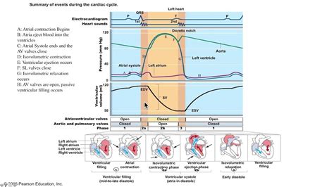 In The Cardiac Cycle Diastole Is : Know Ur Heart Cardiac Cycle : This ...