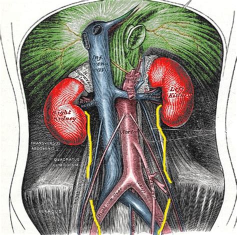 Anatomy, Abdomen and Pelvis, Retroperitoneum - StatPearls - NCBI Bookshelf