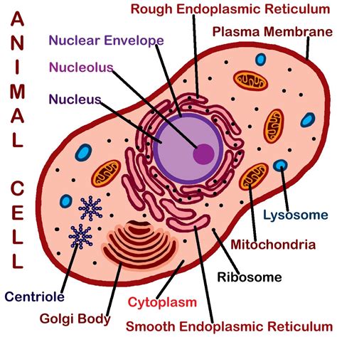 Cells clipart animal, Cells animal Transparent FREE for download on ...