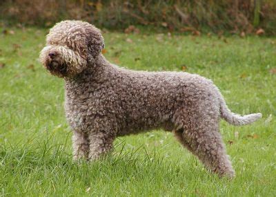 Lagotto Club of America | Lagotto romagnolo, Truffle hunting, Hunting dogs