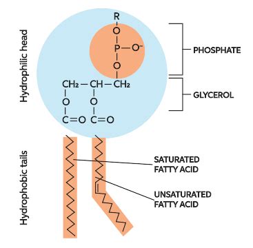 Phospholipid Molecule Structure