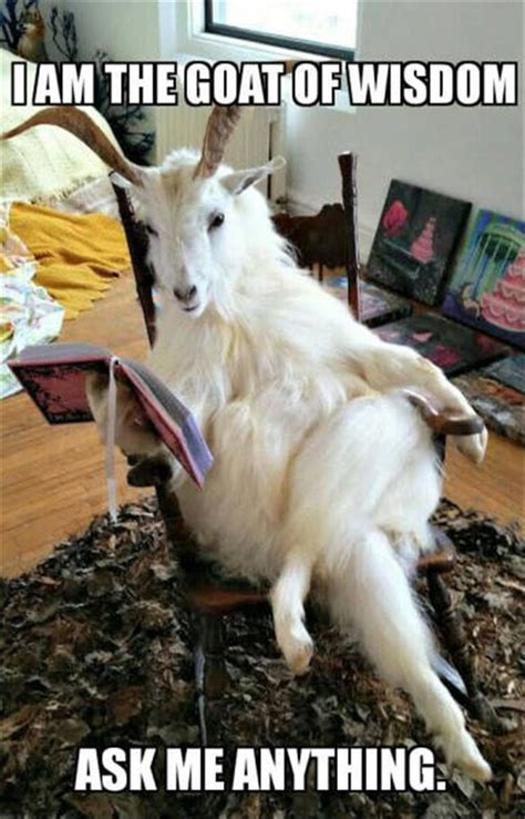 Goat Of Wisdom | Cute funny animals, Baby animals funny, Funny animals