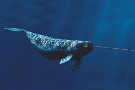 Narwhal - Facts, Pictures, Habitat, Behavior, Appearance, Information ...