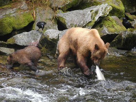 The Brown Bears Niche (what it eats, etc.) - The Brown Bear