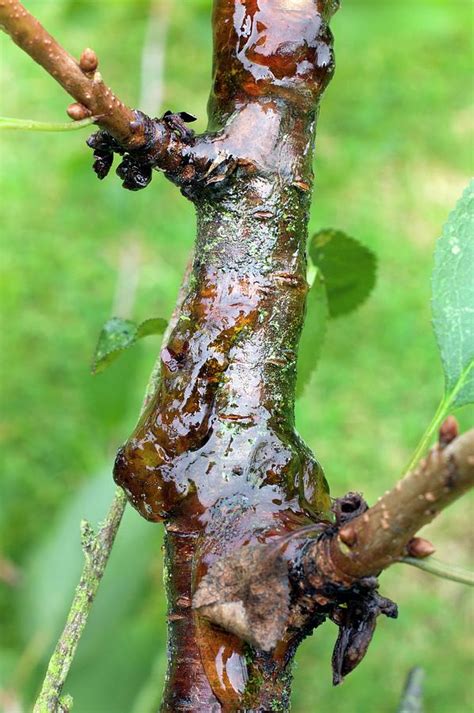 Bacterial Canker On A Cherry Tree Photograph by Dr Jeremy Burgess ...