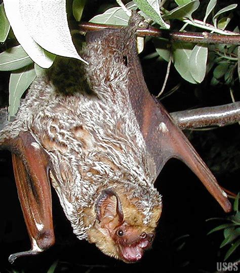 Hawaiian Hoary Bat | ʻōpeʻapeʻa | Lasiurus semotus