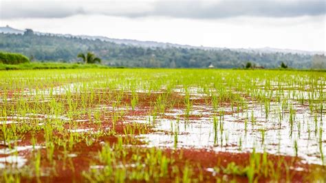 https://flic.kr/p/n8uoiA | Let the Rice Grow | Jatiluwih, Bali ...