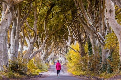 The Dark Hedges in Northern Ireland: A Complete Visitors' Guide