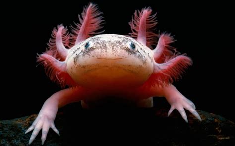 Axolotl Care 101: Tank Setup, Food, Lifespan & More!