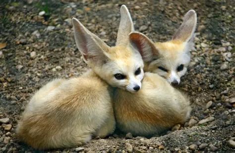 Fennec Fox Habitat