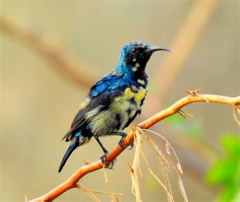 Purple sunbird- Male (eclipse plumage) | Project Noah