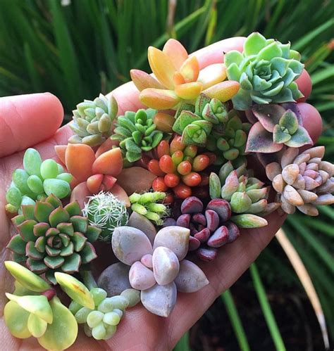 100+ Gorgeous Succulent Plants Ideas For Indoor And Outdoor Full Of ...