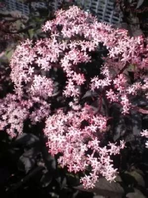 SAMBUCUS nigra 'Black Beauty' - Provender Nurseries - Wholesale Nursery ...