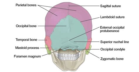 Floor Of Skull Labeled Diagram Side View Viewfloor Co | Hot Sex Picture