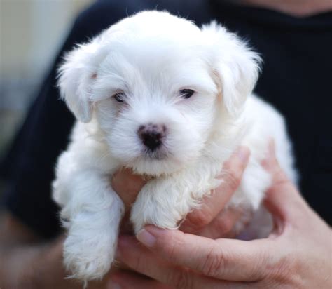 Maltese (Dog) - Puppies, Rescue, Pictures, Information, Temperament ...