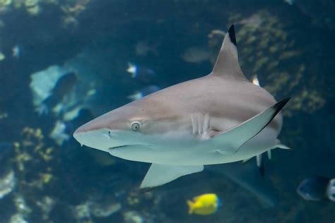 Blacktip Reef Sharks | Hawaii Marine Life