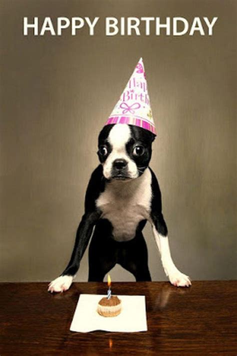 Happy Birthday Dog Memes at Meme