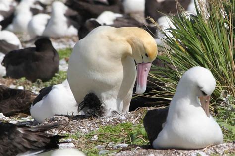 Free picture: short tailed, albatross, birds, chicks, phoebastria albatrus