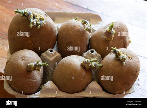 'Maris Piper' seed potatoes chitting in cardboard egg box Stock Photo ...