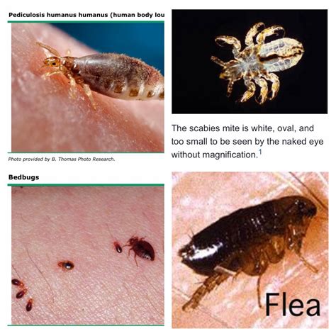 Flea Vs Bed Bug Pictures | BangDodo