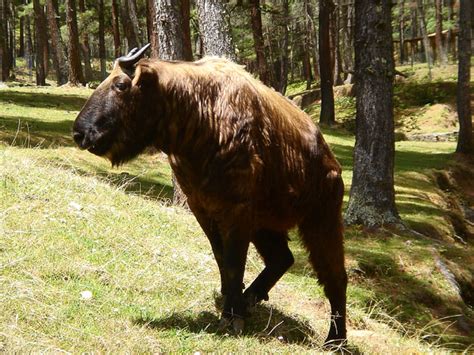 Takin - National Animal of Bhutan - sanctuary