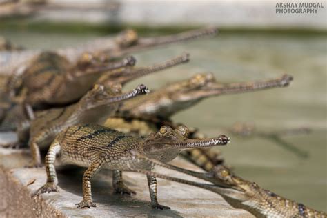 The Gharial is extinct in most of it's habitat, deep inland rivers ...