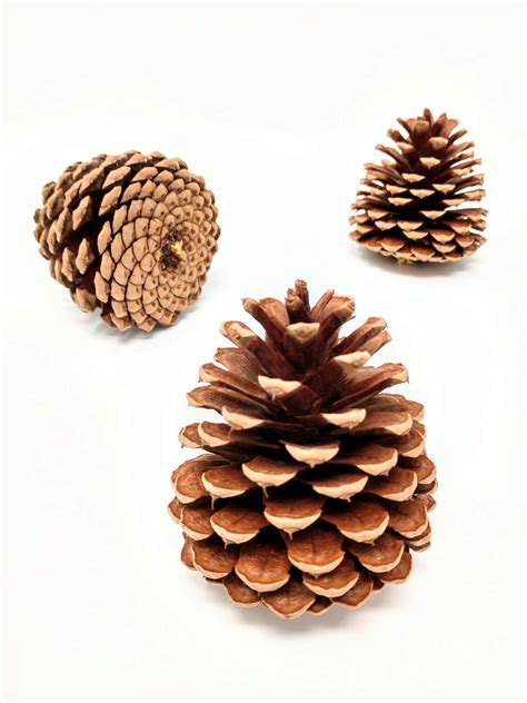 Buy Unscented Pine Cones Large for Crafts - 12 Pinecones Bulk - Natural ...