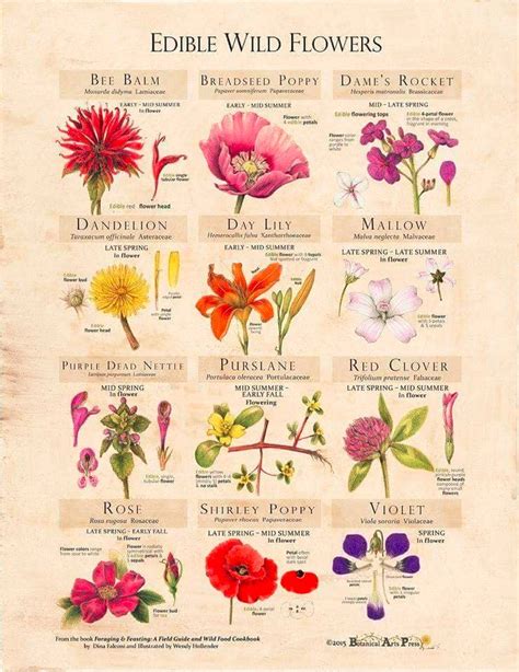 Edible Wild Flowers chart | Knitting and Crochet Forum