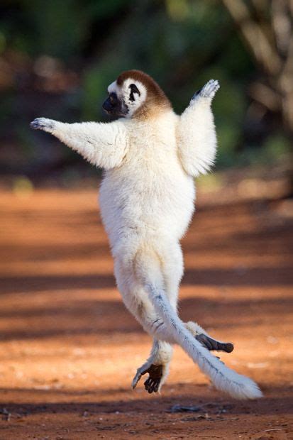 Lemurs, Madagascar and Dancing on Pinterest