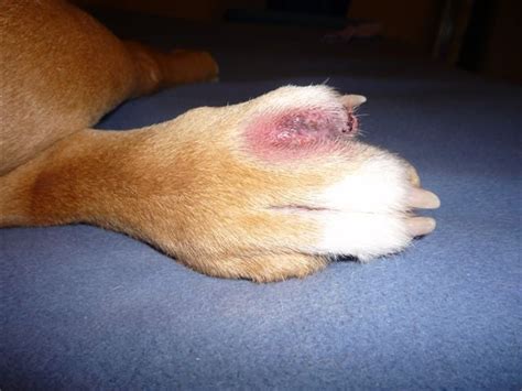 Dog Paw Warts