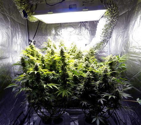 How to Harvest Over a Pound of Weed in a 4x4 Grow Tent | Grow Weed Easy