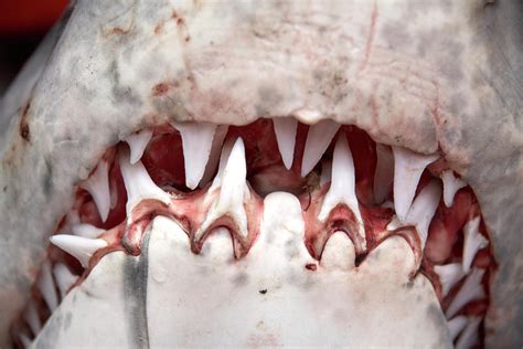 How Many Teeth In A Sharks Mouth - Teeth Poster