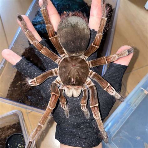 Theraphosa stirmi (Burgundy goliath bird eater tarantula) for sale ...