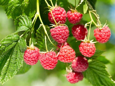 Rasberry Bush Care » Tips for Happy & Healthy Plants