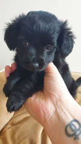 Long haired black chiweenie | Chiweenie, Cute baby animals, Chiweenie ...