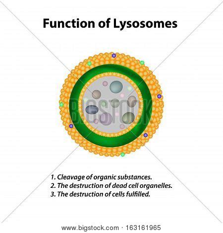 Lysosome Images, Illustrations & Vectors (Free) - Bigstock