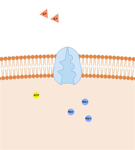 What is the mechanism of a sodium-potassium pump? | AAT Bioquest