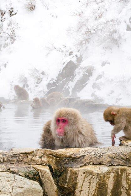 Premium Photo | Snow monkeys sitting in the hot springs