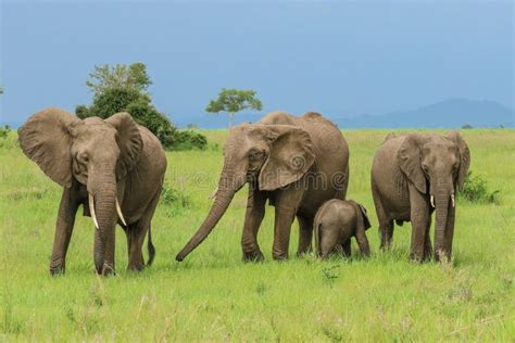 Wild African Elephants Eating Leaves Stock Image - Image of grass ...