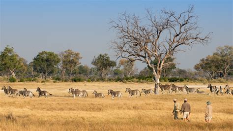 Guided Walking Safari in Botswana's Okavango Delta | &Beyond