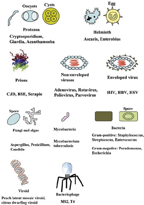 Features of pathogens. There are various types of pathogens including ...