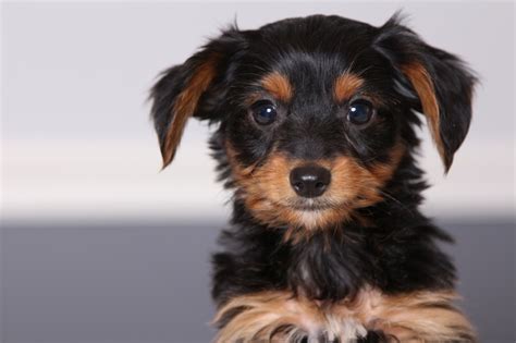 Dorkie (Dachshund Yorkie Mix) Dog Breed Information, Puppies, Pictures