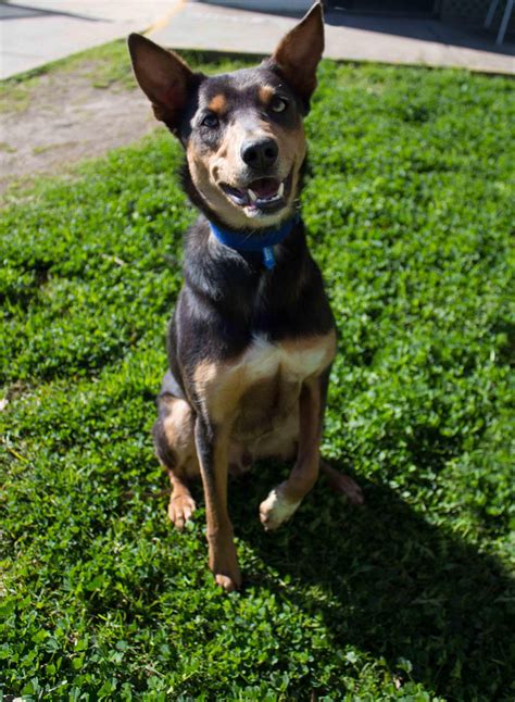 Kelp - Small Male Australian Kelpie Mix Dog in NSW - PetRescue