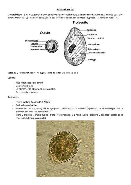 Balantidium coli | Jean Pierre Arias | uDocz