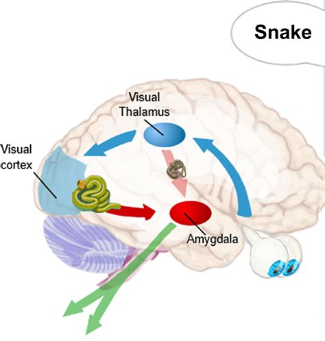 Amygdala function, location & what happens when amygdala is damaged