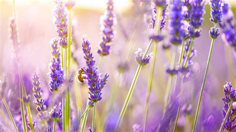 2560x1440 Lavender Flowers 1440P Resolution HD 4k Wallpapers, Images ...