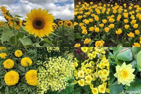 43 Beautiful Yellow Flowers You Can Grow In Your Garden Today | Florgeous