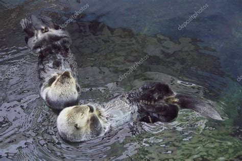 Portugal Lisbon Lisbon Oceanarium Sea Otter - Stock Photo , #AD, # ...